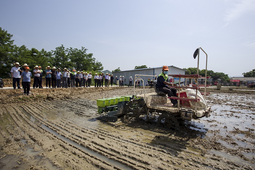 水稻机械化直播6.jpg