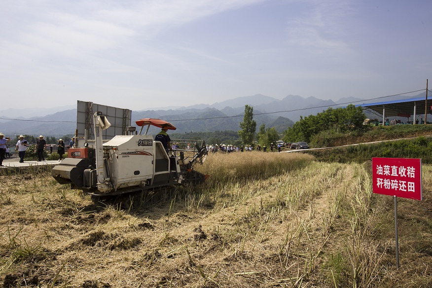 油菜联合收获及秸秆粉碎还田.jpg