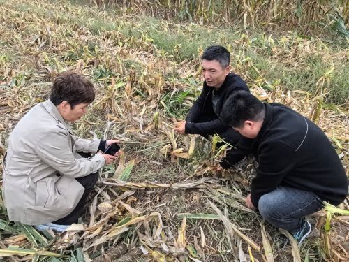 秋收3.jpg 秋收3.jpg